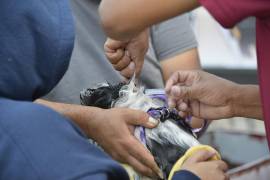 Los servicios estarán a cargo de Juro Veterinaria, bajo supervisión profesional.