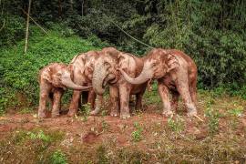 Elefantes asiáticos juegan con barro. AP/Zha Wei