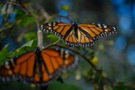 La mariposa monarca fue declarada especie en peligro y se encuentra a un paso de la extinción.