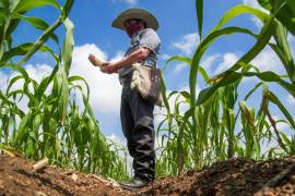 Pese al esfuerzo de los productores locales, México se consolidó en 2025 como el mayor importador de maíz a nivel mundial.