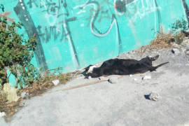 Encuentran el cádaver de un pitbull en Saltillo; creen que lo mataron a golpes