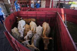 Cabezas de ganado en una feria ganadera en Hermosillo, estado de Sonora, México, el 29 de julio del 2025.