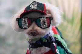 El perro Osito luce los colores de la selección de México en el Mundial, el jueves 18 de junio de 2026, en la Ciudad de México.
