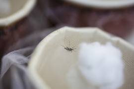 Ahora que los mosquitos de todo el mundo son muy resistentes a ellos, urge buscar algo nuevo.