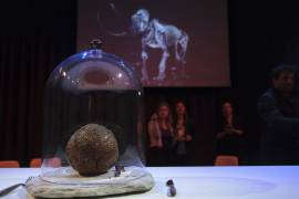 Una albóndiga hecha con el código genético del mamut se ve en el museo de ciencia Nemo en Ámsterdam.