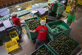 Estadísticas señalan que la cantidad de trabajadores latinos que trabajaban por cuenta propia aumentó el 30 % entre 2019 y agosto de 2024: FOTO: CUARTOSCURO.