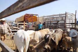 En solo cinco días el número de casos activos del gusano barrenador en Nuevo León pasó de 51 a 90.