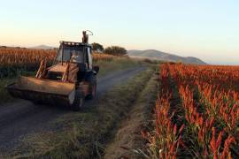 Cuando el sorgo destinado a la industria disminuye, se sustituye con maíz y, ante la falta de ambos, la alternativa es recurrir a las importaciones.