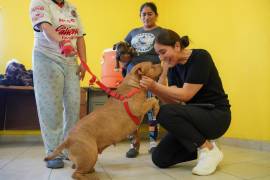 A través de Brigadas Ramos Arizpe 2025 se llevaron servicios veterinarios a diversas zonas del municipio.