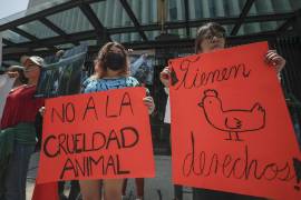 Activistas defensores de los animales protestan a las afueras del Senado de la República este jueves, en la Ciudad de México, México.