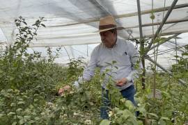 Para el productor y exportador de aguacate y berries (bayas) de Michoacán, Valentín Rodríguez Gutiérrez, el mes de pausa que logró el gobierno de México, ante la amenaza de Donald Trump para imponer 25% en aranceles, será un periodo de tranquilidad.