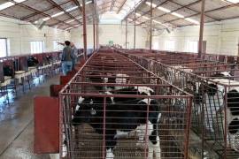 Los productores están buscando la forma de prevenir el gusano barrenador y proteger a sus animales para la apertura de la frontera en las próximas semanas.