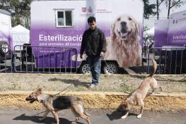 Entre las medidas del Plan de Bienestar Animal se contempla la construcción de cien clínicas públicas gratuitas.