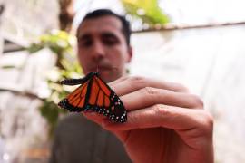 Observadores del Programa Correo Real registran la presencia de más de 6,000 mariposas Monarca en Lomas de Lourdes, Saltillo, un sitio nunca antes documentado para su migración, el 10 de noviembre de 2024.