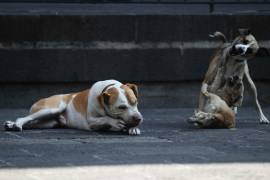 Advierten que los daños no se limitan a perros y gatos, ya que investigaciones han documentado efectos en animales de zoológico, fauna silvestre y aves.