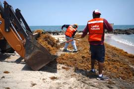 Personal de limpia pública del Ayuntamiento de Veracruz realiza labores de limpieza y retiro de sargazo, debido a que se ha observado una presencia inusual en playas de la zona conurbada Veracruz-Boca del Río, situación que ha comenzado a generar afectaciones en distintos puntos del litoral.