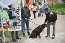 Cada año se adoptan más perros de calle y se reduce el sacrificio en Control Canino Municipal.