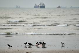 Unas aves a la orilla de la playa y al fondo buques comerciales anclados en el estrecho de Ormuz, en las costas de Bandar Abbas, Irán, el miércoles 2 de septiembre de 2026.