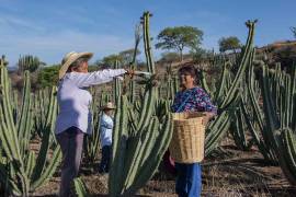 Productores de pitaya de la pequeña comunidad de Santo Domingo Tianguistengo, ubicada en la región Mixteca de Oaxaca, viven en incertidumbre ante las medidas migratorias y arancelarias del nuevo gobierno de Estados Unidos.