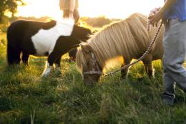 La sección ampliada de Experiencias con animales de Airbnb varía desde 90 minutos con Otto, el perro en patineta, hasta safaris de varios días con conservacionistas