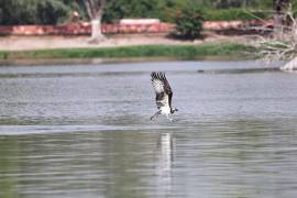 El águila pescadora es una rapaz especializada en capturar peces; su presencia en Saltillo ha sido documentada en distintas temporadas.