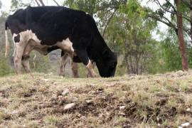 Un caso se registró en una becerra recién nacida en Tlaltenango y otro en un perro en Villa de Cos, con antecedente de procedencia de San Luis Potosí.