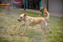 Expertos en salud veterinaria explican cuánto tiempo puede permanecer sin compañía de acuerdo con su edad.