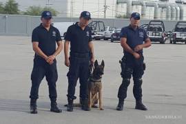 Autoridades destacan que el olfato de los perros ha sido decisivo en múltiples aseguramientos.