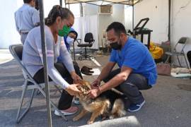 Sean dueños responsables y lleven a su mascota a las jornadas de esterilización en Saltillo