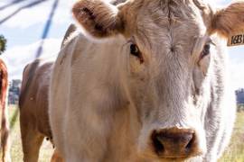 La AMEG destacó que la definición de cupos y reglas claras para la importación de carne de res permite complementar el consumo nacional y brindar certidumbre al mercado.