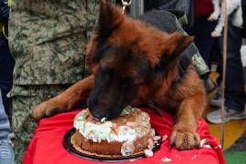 Celebración del Primer Cumpleaños del Soldado Arkadas en la que lo acompañaron binomios caninos y el festejo con un pastel.