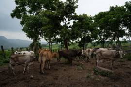 Se mantiene supervisión de inspectores de Estados Unidos ante casos que recientemente fueron detectados.