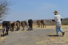 “Estamos cansados de promesas incumplidas. Si las autoridades no responden, no nos queda de otra más que protegernos por nuestra cuenta”, advirtieron los ejidatarios.