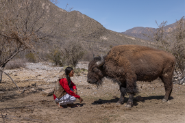 La llegada de los bisontes forma parte de un proyecto de restauración de los pastizales y conservación de la biodiversidad del Desierto Chihuahuense