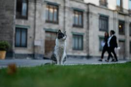 Ollin está sentado en uno de los jardines del Palacio Nacional en Ciudad de México. Ollin, uno de los 19 gatos que viven en el Palacio Nacional, recibió su nombre por la palabra azteca para “movimiento”.