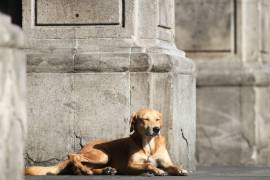 El perro “amarillo” que hemos visto por las calles de México ha sido reconocido por la PROPAEM como una nueva raza mexicana, ahora conocida como “Caramelo”.