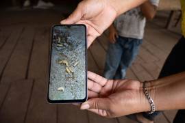 Autoridades señalaron que factores como la falta de agua y fertilización pueden favorecer la propagación de la plaga en la región.