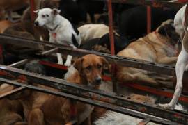 Más de 900 animales fueron rescatados del Refugio Franciscano A.C. este 7 de enero, tras denuncias por presunto maltrato animal en la Ciudad de México.