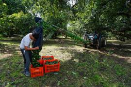 La Fiscalía de Michoacán informó que la estructura investigada por el caso Carlos Manzo habría obtenido hasta 10 mil 800 mdp mediante cobros al sector aguacatero.