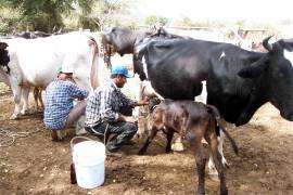 En un comunicado informaron que, derivado de la detección de un afta en un animal durante la inspección, se detuvo de manera temporal la exportación.