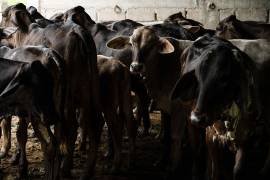 El mandatario dijo que no esperaría a que dicho daño alcance su ganado y vida silvestre; destacando la necesidad de cooperación técnica y operativa entre México y Estados Unidos.