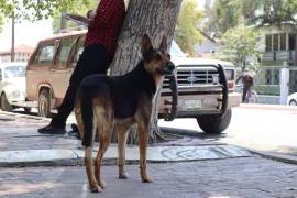 Coahuila: ¡No descuides a tus mascotas! Aprende cómo protegerlas de un golpe de calor