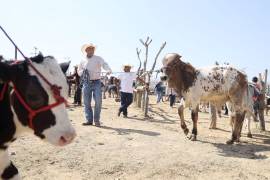 El último reporte del Senasica reveló que el Estado ha registrado un total de 14 infecciones, de las cuales 11 se confirmaron apenas entre el 23 de marzo y el 22 de abril. FOTO: Archivo / Cuartoscuro