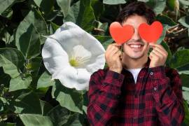 Conocida también como hierba del diablo, el toloache contiene alcaloides tropánicos como la escopolamina, la hiosciamina y la atropina, que afectan el sistema nervioso central.