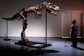 Un empleado de Sotheby’s en Nueva York muestra el tamaño de un esqueleto de dinosaurio Gorgosaurus, el primero que se ofrece en una subasta en Nueva York.