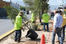 El programa ‘Bosques urbanos lineales’ amplía la cobertura vegetal en vialidades principales de Saltillo.