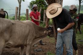De acuerdo con la Sader, el caso surgió de un cargamento de 100 animales procedentes de Minatitlán.