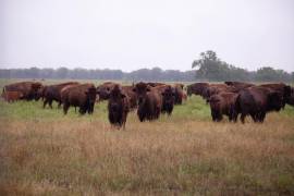 Buscan reintegrar ejemplares de Bisonte Americano y otras especies al Valle de Cuatro Ciénegas