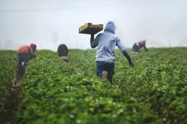 Especialistas agrícolas de la CBP localizaron un ejemplar de Polyamia arachnion en un cargamento de verduras mexicanas inspeccionado en Nogales, Arizona.