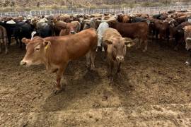 Autoridades federales sanitarias descartaron la presencia de un caso de fiebre aftosa.